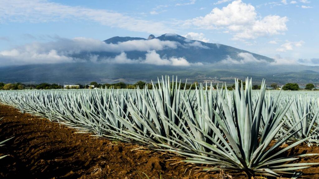 Agave Tequila